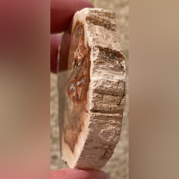 Petrified Wood Slice - Picture 3 of 11